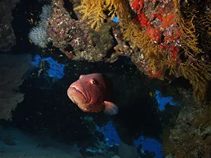Egypt, Red Sea, Coral hind (Cephalopholis miniata) emerging from a coral cavern underwater Egypt, Red Sea, Coral hind (Cephalopholis miniata) emerging from a coral cavern underwater