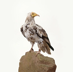 Egyptian vulture (Neophron perncopterus), looking over shoulder, close-up Egyptian vulture (Neophron perncopterus), looking over shoulder, close-up