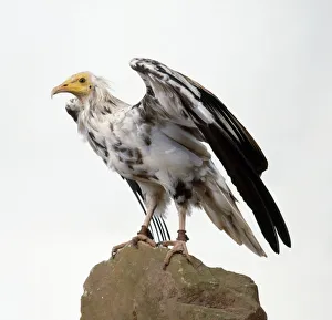 Egyptian vulture (Neophron perncopterus) perching on a rock and raising its wings Egyptian vulture (Neophron perncopterus) perching on a rock and raising its wings