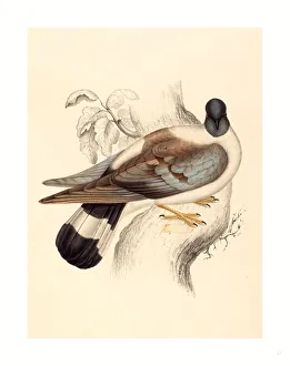 Elizabeth Gould (british, 1804 1841 ), Columba Leuconota (snow Pigeon), Colored Lithograph Elizabeth Gould (british, 1804 1841 ), Columba Leuconota (snow Pigeon), Colored Lithograph