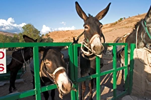 Europe. Cyprus. Kelokedara Village. Donkey Breeding Europe. Cyprus. Kelokedara Village. Donkey Breeding