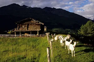 Europe. Italy. Lombardia. Stelvio National Park. Valfurva. Sclanera Mountain Pasture Europe. Italy. Lombardia. Stelvio National Park. Valfurva. Sclanera Mountain Pasture