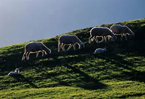 Europe. Italy. Lombardia. Val Paisco. Sheeps and Lambs Europe. Italy. Lombardia. Val Paisco. Sheeps and Lambs