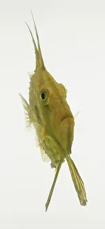 European John Dory fish (Zeus faber), front view European John Dory fish (Zeus faber), front view