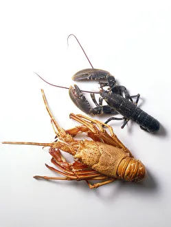 European lobster (Homarus gammarus) and a lighter coloured Spiny lobster (Palinuridae) European lobster (Homarus gammarus) and a lighter coloured Spiny lobster (Palinuridae)