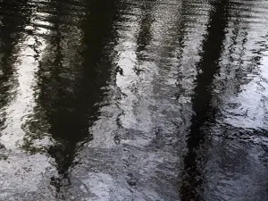 Bare Trees Print - Cherwell River Reflection