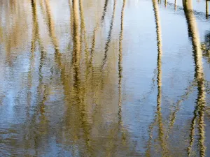 Bare Trees Print, Cherwell River Reflection