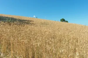 Prints of Cereals field, Nivione, Lombardy region, Italy, Europe Pavia Prints: Cereals field Print, Italy