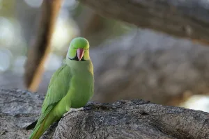 Asia Travel Destination Prints: A rose-ringed parakeet