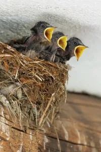 Sondrio Prints: Swallows in the nest Print, Forcola, Italy