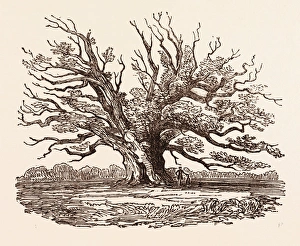 THE FAIRLOP OAK, IN HAINAULT FOREST in the London Borough of Redbridge, UK, britain THE FAIRLOP OAK, IN HAINAULT FOREST in the London Borough of Redbridge, UK, britain