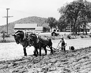Farmer steering plow pulled by two horses Farmer steering plow pulled by two horses