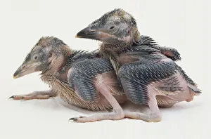 Two featherless Kookaburra chicks huddle together Two featherless Kookaburra chicks huddle together