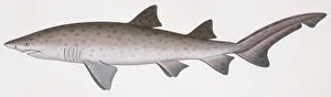 Fishes: Lamniformes Odontaspididae, Sand tiger shark (Carcharias taurus), illustration Fishes: Lamniformes Odontaspididae, Sand tiger shark (Carcharias taurus), illustration