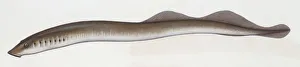 Fishes: Petromyzontiformes - European river lamprey (Lampetra fluviatilis ), illustration Fishes: Petromyzontiformes - European river lamprey (Lampetra fluviatilis ), illustration