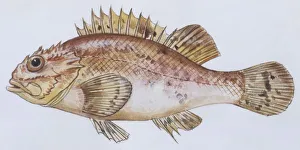 Fishes: Scorpaeniformes Scorpaenidae - Madeira rockfish (Scorpaena maderensis) Fishes: Scorpaeniformes Scorpaenidae - Madeira rockfish (Scorpaena maderensis)