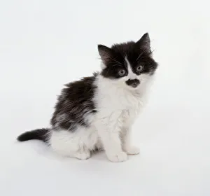 White sales fluffy kitten