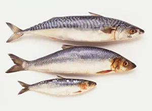 Three food fish with similar, grey-blue and white colouration, Mackerel (Scombridae) Three food fish with similar, grey-blue and white colouration, Mackerel (Scombridae)