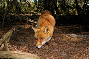 Fox. Maremma Park. Tuscany. Italy Fox. Maremma Park. Tuscany. Italy