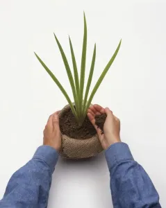 Iris pseudacorus being repotted, hand adding compost, close-up