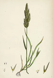 Gastridium lendigerum, Awned Nit-grass Gastridium lendigerum, Awned Nit-grass