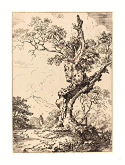 George Samuel (british, Active C. 1784 Probably 1824 ), Study Of An Old Oak Tree George Samuel (british, Active C. 1784 Probably 1824 ), Study Of An Old Oak Tree