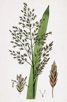 Glyceria aquatica, Reed Meadow-grass Glyceria aquatica, Reed Meadow-grass
