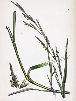 Glyceria eu-fluitans, Floating Meadow-grass Glyceria eu-fluitans, Floating Meadow-grass