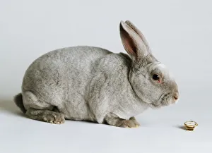 Cute Rabbit Prints: A gray rabbit in sitting position