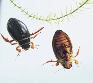 Aquatic Insects Prints: Two great diving beetles