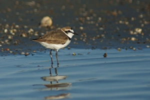 Greater Sand Plover. Charadrius Leschenaultii. Camargue. France Greater Sand Plover. Charadrius Leschenaultii. Camargue. France