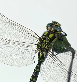 Green Darner or Common Green Darner (Anax junius) dragonfly Green Darner or Common Green Darner (Anax junius) dragonfly
