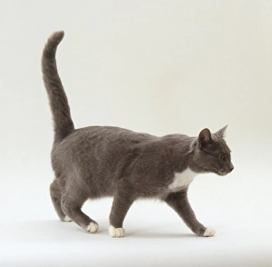 White cat with gray tail hot sale