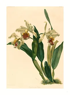 Gustav Leutzsch After Henry George Moon (german (ja), Active 19th Century ), Cattleya Rex Gustav Leutzsch After Henry George Moon (german (ja), Active 19th Century ), Cattleya Rex