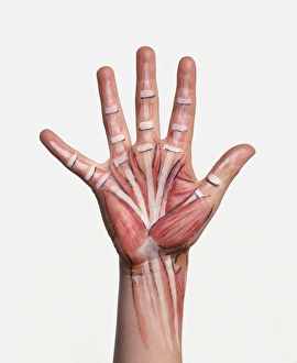 Hand with bone structure and muscle groups painted on skin Hand with bone structure and muscle groups painted on skin