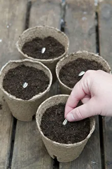 Planting seeds in pots deals