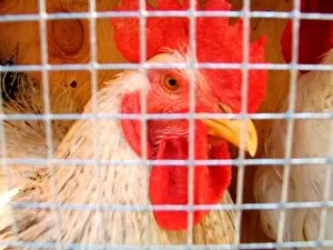 Images Dated 21st September 2003: Hens