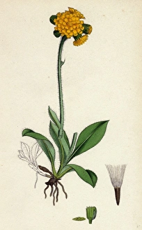 Hieracium aurantiacum, Orange Hawkweed Hieracium aurantiacum, Orange Hawkweed