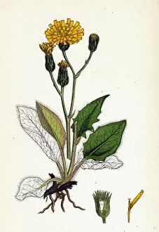 Hieracium caesium, Caesious Hawkweed Hieracium caesium, Caesious Hawkweed