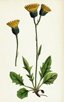 Hieracium chrysanthum, var. genuinum, Golden-flowered Hawkweed, var. a Hieracium chrysanthum, var. genuinum, Golden-flowered Hawkweed, var. a
