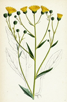 Hieracium corymbosum, Corymbose Hawkweed Hieracium corymbosum, Corymbose Hawkweed