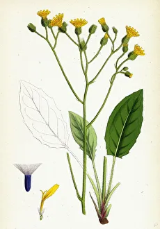 Hieracium murorum, Wall Hawkweed Hieracium murorum, Wall Hawkweed
