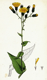 Hieracium prenanthoides, Rough-leaved Hawkweed Hieracium prenanthoides, Rough-leaved Hawkweed