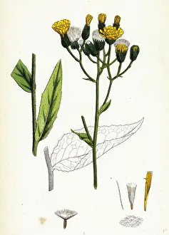 Hieracium strictum, Straight-branched Hawkweed Hieracium strictum, Straight-branched Hawkweed