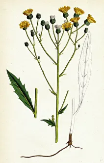 Hieracium tridentatum, Three-toothed Hawkweed Hieracium tridentatum, Three-toothed Hawkweed