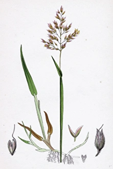 Holcus mollis, Creeping Soft-grass Holcus mollis, Creeping Soft-grass