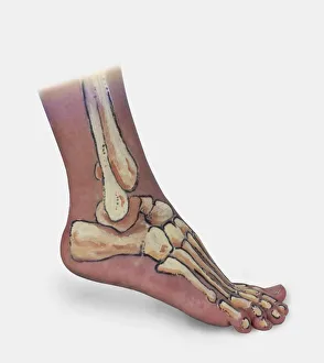Human foot with bone structure painted on skin Human foot with bone structure painted on skin