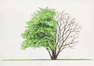 Illustration of Amelanchier laevis, a deciduous small tree or large shrub showing shape Illustration of Amelanchier laevis, a deciduous small tree or large shrub showing shape