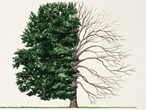 Illustration of Fagus grandifolia (American beech), a deciduous tree showing summer Illustration of Fagus grandifolia (American beech), a deciduous tree showing summer