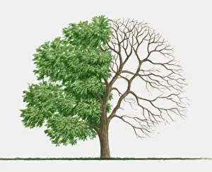Illustration of Koelreuteria paniculata (Golden Rain Tree) Illustration of Koelreuteria paniculata (Golden Rain Tree)